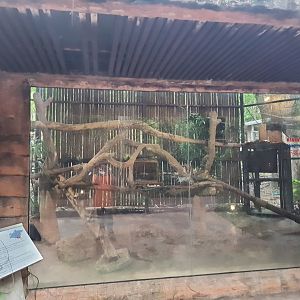 Jaguar Trail- Common Palm civet exhibit