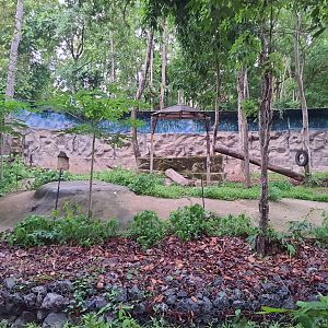 Jaguar Trail- Sloth Bear exhibit