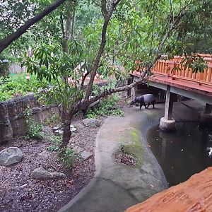 Jaguar Trail- Malayan Tapir exhibit