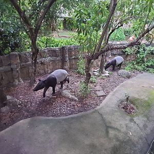 Malayan Tapirs