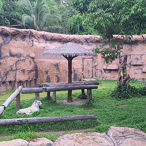 Jaguar Trail- White Tiger exhibit