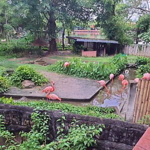 Jaguar Trail- American flamingoes