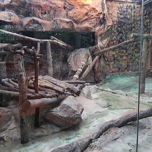 Jaguar Trail- Clouded Leopard exhibit