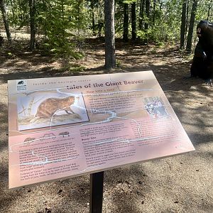 Giant Beaver Information