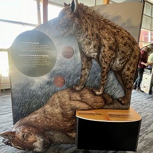 Placard discussing the Hyena