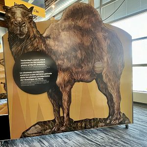 Placard discussing the Camel