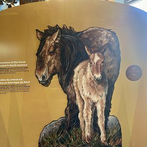 Placard discussing the Horse