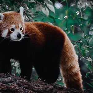 Nepalese Red Panda