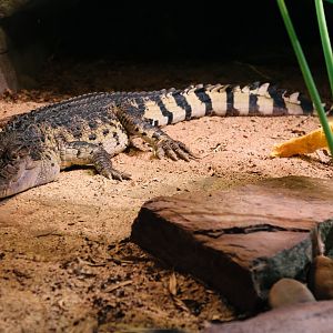 Philippine Crocodile