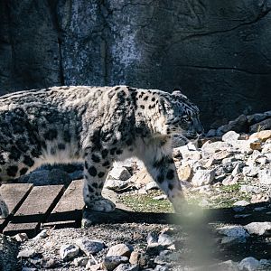 Miska (Snow Leopard)
