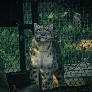 Kang Ju (Snow Leopard)