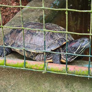Red-eared slider or South American slider?