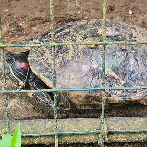 Red-eared slider or South American slider?