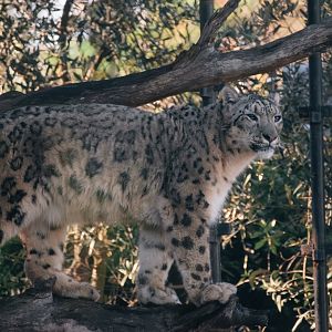 Kang Ju (Snow Leopard)
