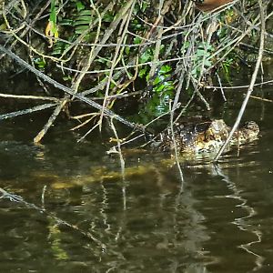 Spectacled, Cuvier's dwarf, of Schneider's dwarf caiman?