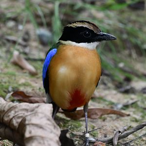 Blue-winged Pitta