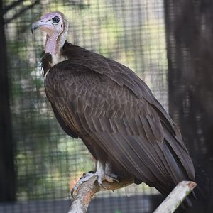 Hooded Vulture