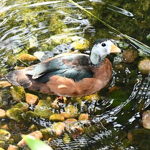 African Pygmy Goose (Out of collection)
