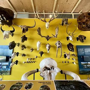 Wall of Skulls discovered in the Yukon
