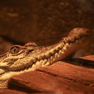 Philippine crocodile : Crocodiles of the World : 07 Jun 2024