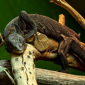 Black tree monitor : Crocodiles of the World : 07 Jun 2024