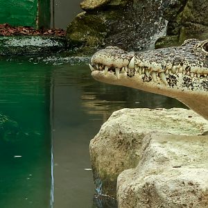 Cuban crocodile : Crocodiles of the World : 07 Jun 2024