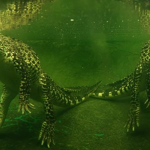 Cuban crocodile : Crocodiles of the World : 07 Jun 2024