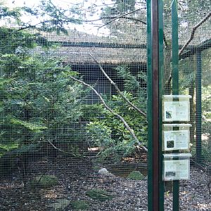 Golden-crested myna, Pink-headed imperial pigeon and Argus pheasant aviary, 2024-05-23