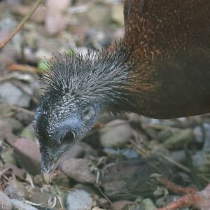 Malaysian great Argus pheasant (Argusianus argus argus), 2024-05-24