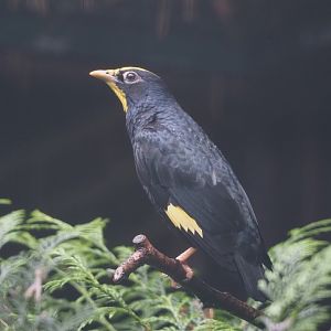 Golden-crested myna (Ampeliceps coronatus), 2024-05-22