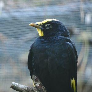 Golden-crested myna (Ampeliceps coronatus), 2024-05-23
