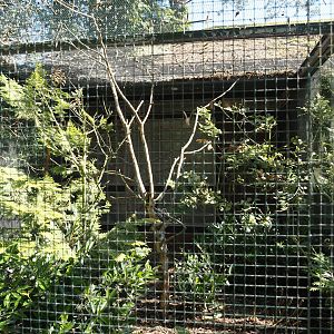White-naped pheasant-pigeon and Twelve-wired bird-of-paradise aviary, 2024-05-23