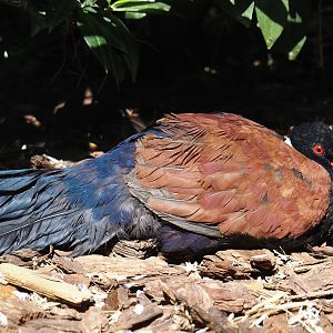 White-naped pheasant-pigeon (Otidiphaps aruensis), 2024-05-23