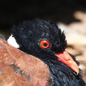 White-naped pheasant-pigeon (Otidiphaps aruensis), 2024-05-23