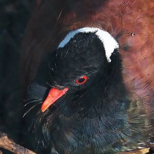 White-naped pheasant-pigeon (Otidiphaps aruensis), 2024-05-23