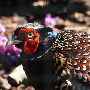 Taiwan ring-necked pheasant (Phasianus colchicus formosanus), 2024-05-23