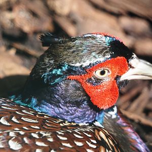 Taiwan ring-necked pheasant (Phasianus colchicus formosanus), 2024-05-23