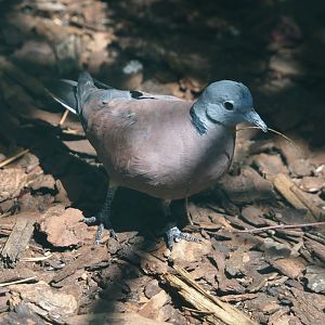Red turtle dove (Streptopelia tranquebarica), 2024-05-24