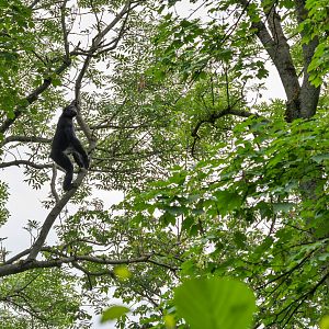Bonobo (Pan paniscus)