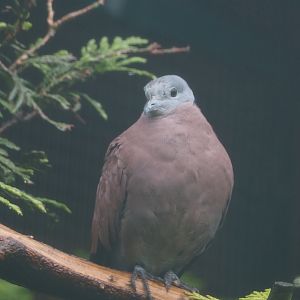 Red turtle dove (Streptopelia tranquebarica), 2024-05-22