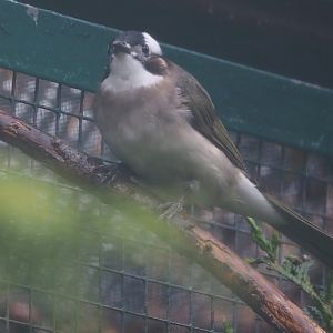 Light-vented bulbul (Pycnonotus sinensis), 2024-05-22
