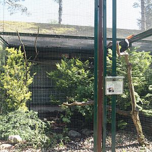 Toco toucan aviary, 2024-05-23