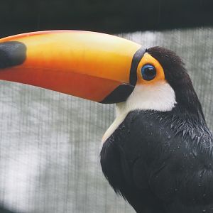 Toco toucan (Ramphastos toco), 2024-05-22