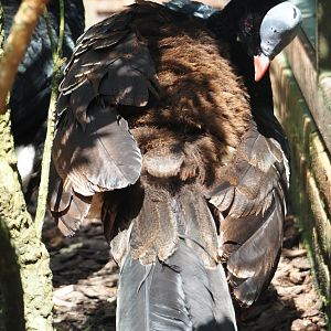 Northern helmeted curassow (Pauxi pauxi pauxi), 2024-05-23