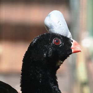 Northern helmeted curassow (Pauxi pauxi pauxi), 2024-05-23