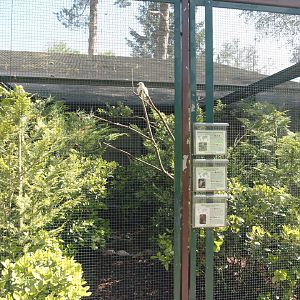 Chestnut-naped imperial pigeon, Silver-tipped imperial pigeon, Raggiana bird-of-paradise and White-naped pheasant-pigeon aviary, 2024-05-23
