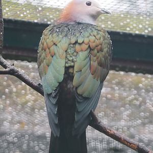 Chestnut-naped imperial pigeon (Ducula aenea paulina), 2024-05-22