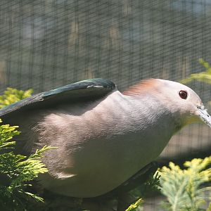 Chestnut-naped imperial pigeon (Ducula aenea paulina), 2024-05-23