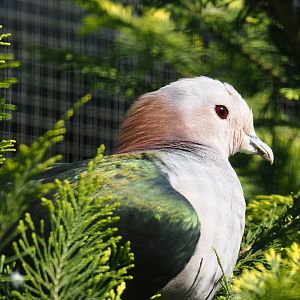 Chestnut-naped imperial pigeon (Ducula aenea paulina), 2024-05-23