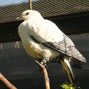 Silver-tipped imperial pigeon (Ducula luctuosa), 2024-05-23